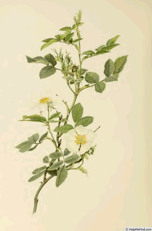 '<i>Rosa coriifolia</i> Fries subsp. <i>coriifolia</i> synonym' rose photo