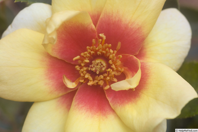 'Sweet Spot Yellow' rose photo