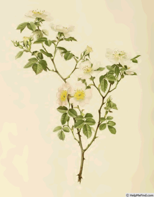 '<i>Rosa micrantha</i> Borr. ex. Sm.' rose photo