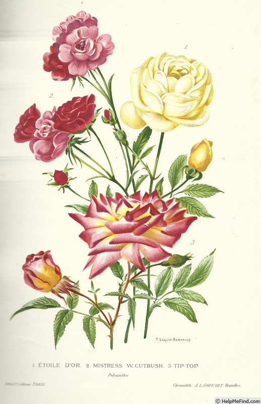 'Tip-Top (polyantha, Lambert, 1909)' rose photo