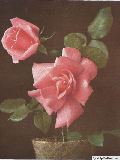 'Souvenir de Georges Pernet' rose photo