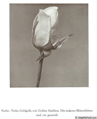'Frau E. Weigand' rose photo