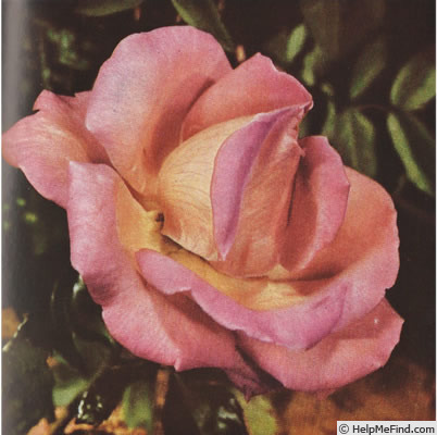 'Shot Silk' rose photo