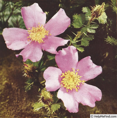 '<i>Rosa mirifica</i> Greene' rose photo