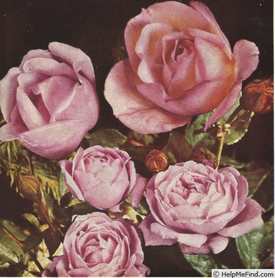 'Climbing Lady Waterlow' rose photo