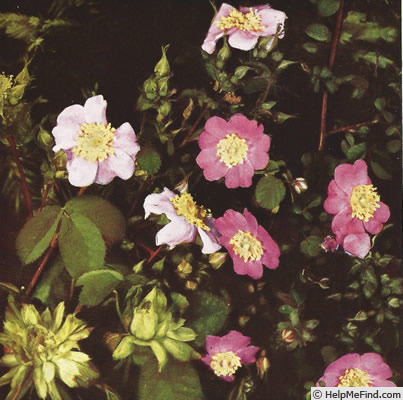 '<i>Rosa viridiflora</i>' rose photo