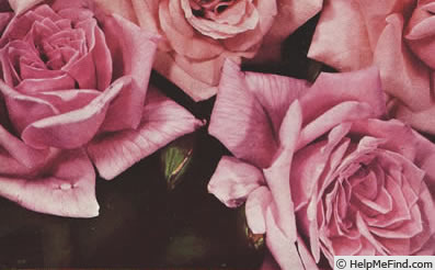 'Pink Dawn' rose photo