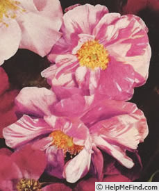 'Rosa Mundi (gallica, before 1658)' rose photo