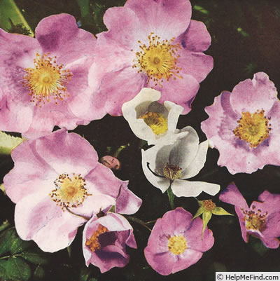 '<i>Rosa andersonii</i>' rose photo