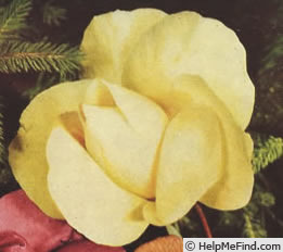 'Phyllis Gold' rose photo