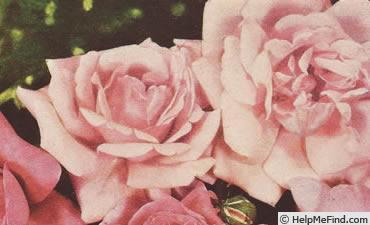 'McGredy's Pink' rose photo
