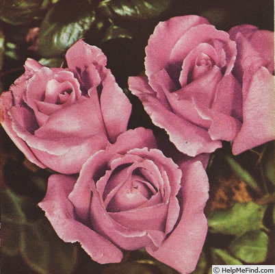 'William Moore' rose photo