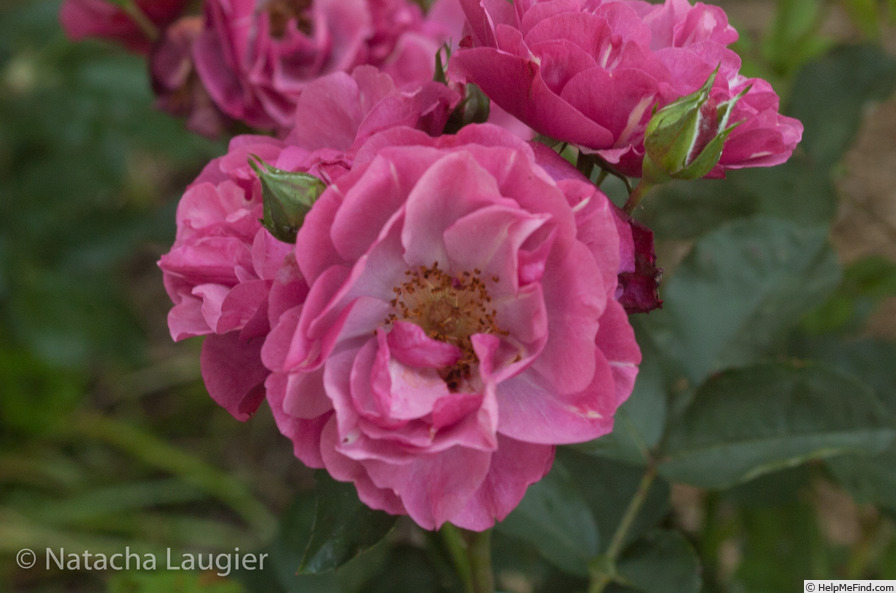 'Entente Cordiale (shrub, Lebrun, 2014)' rose photo