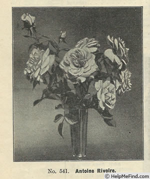 'Antoine Rivoire (hybrid tea, Pernet-Ducher, 1895)' rose photo