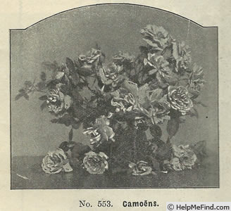 'Camoëns (hybrid tea, Schwartz, 1881)' rose photo