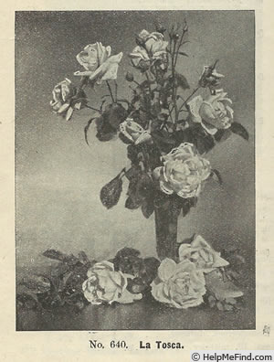 'La Tosca (hybrid tea, Schwartz, 1900)' rose photo