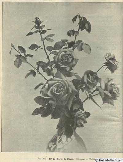 'Souvenir de Maria de Zayas' rose photo
