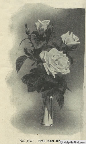 'Frau Karl Druschki (Hybrid Perpetual, Lambert, 1895/1901)' rose photo