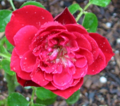 'Cherry Hi ™' rose photo