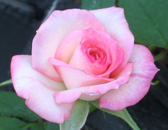 'Child's Play™' rose photo