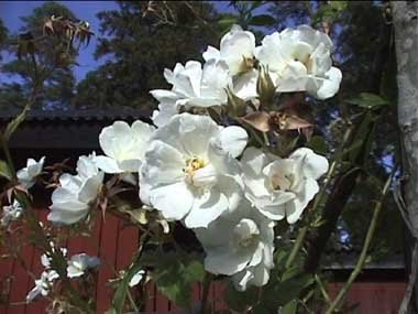 'Polstjärnan' rose photo