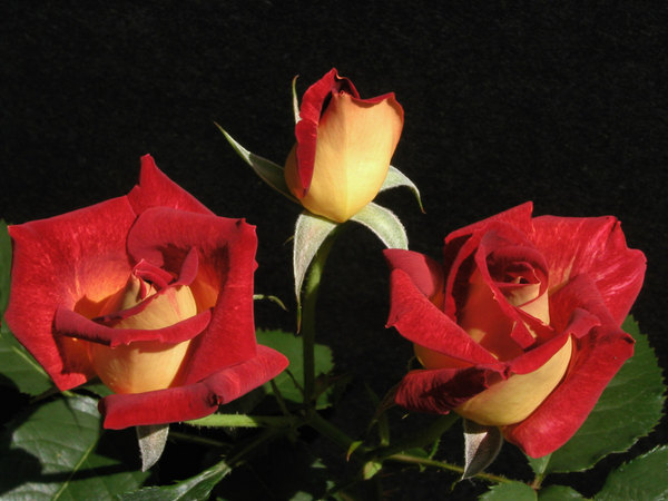 'Ingrid ™' rose photo