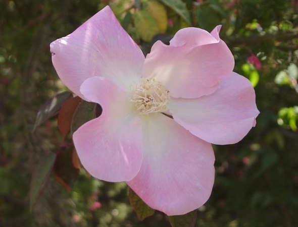 'Jessie Clark' rose photo