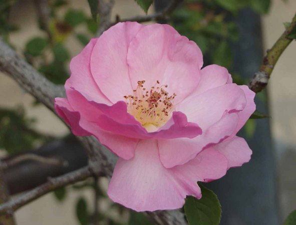 'Cicely Lascelles' rose photo