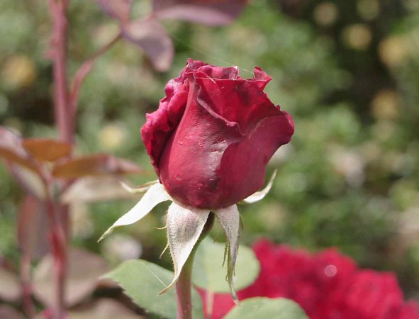 'Mrs. Albert Nash' rose photo