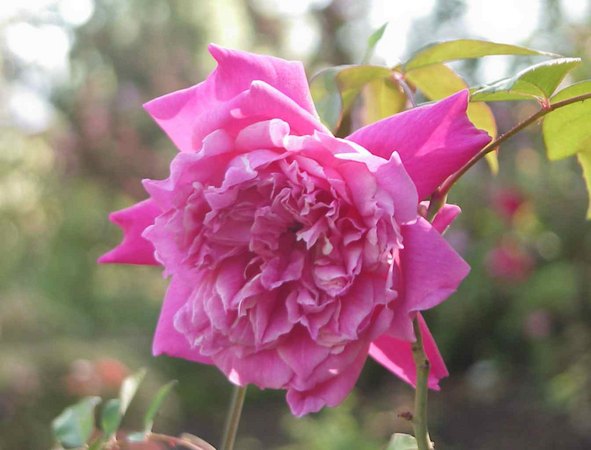'Pennant' rose photo