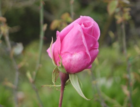 'Zara Hore-Ruthven' rose photo