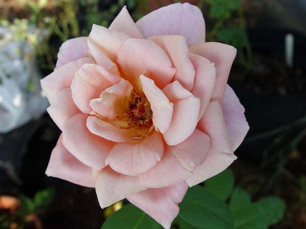 'Pilar Landecho' rose photo