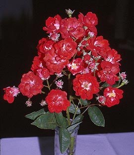 'Paul Crampel' rose photo