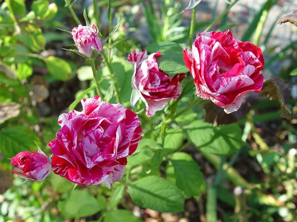 'Peppermint Twist' rose photo