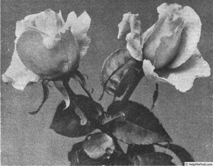 'Boadicea' rose photo