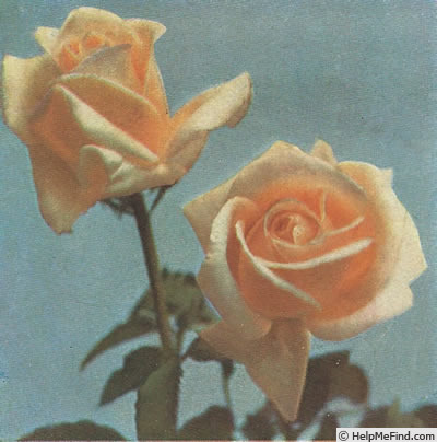 'Aspirant Marcel Rouyer' rose photo