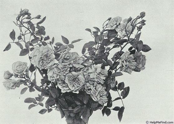 'Aschenbrödel' rose photo