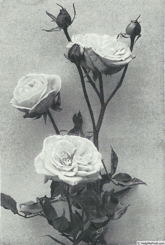 'Direktor W. Cordes' rose photo