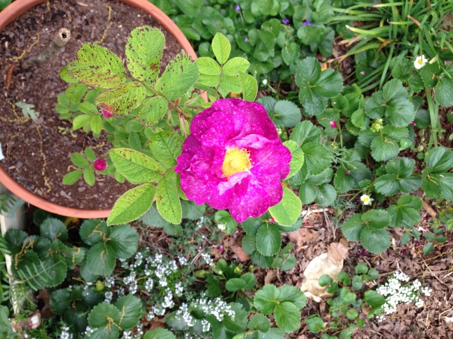 'My New Rose Garden'  photo