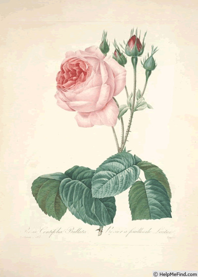 'R. centifolia bullata' rose photo