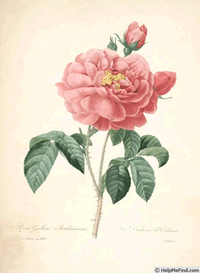'Duchesse d'Orléans (gallica, Unknown, pre 1790)' rose photo