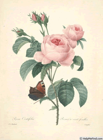 'R. centifolia' rose photo