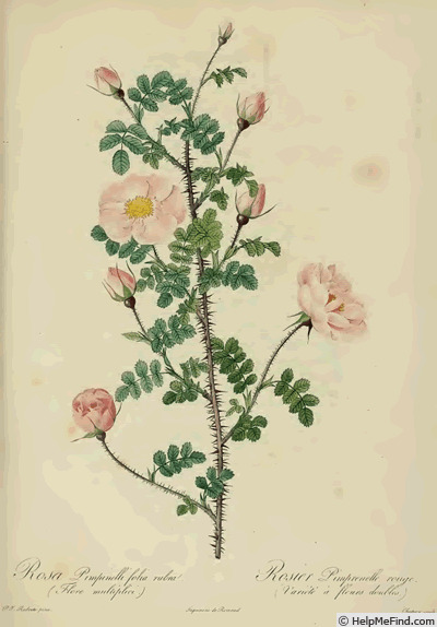'<i>Rosa pimpinellifolia</i> 'flore rubro multiplici'' rose photo