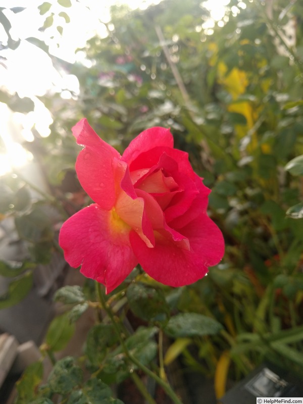 'Luscious (hybrid tea, Perry 2003)' rose photo