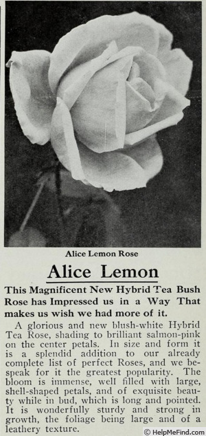 'Alice Lemon' rose photo