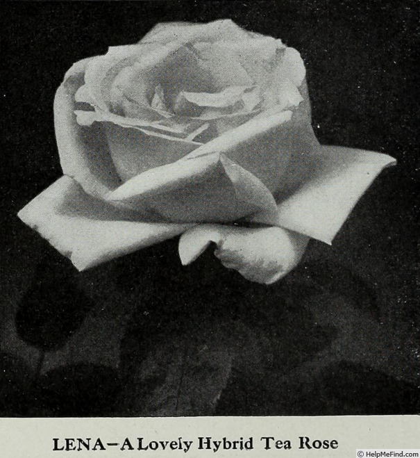 'Lena (tea, Dickson, 1906)' rose photo