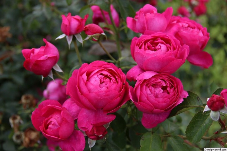 'Toul ®' rose photo