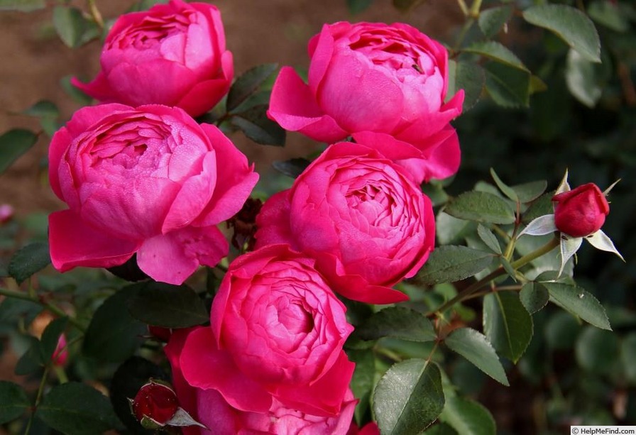 'Toul ®' rose photo