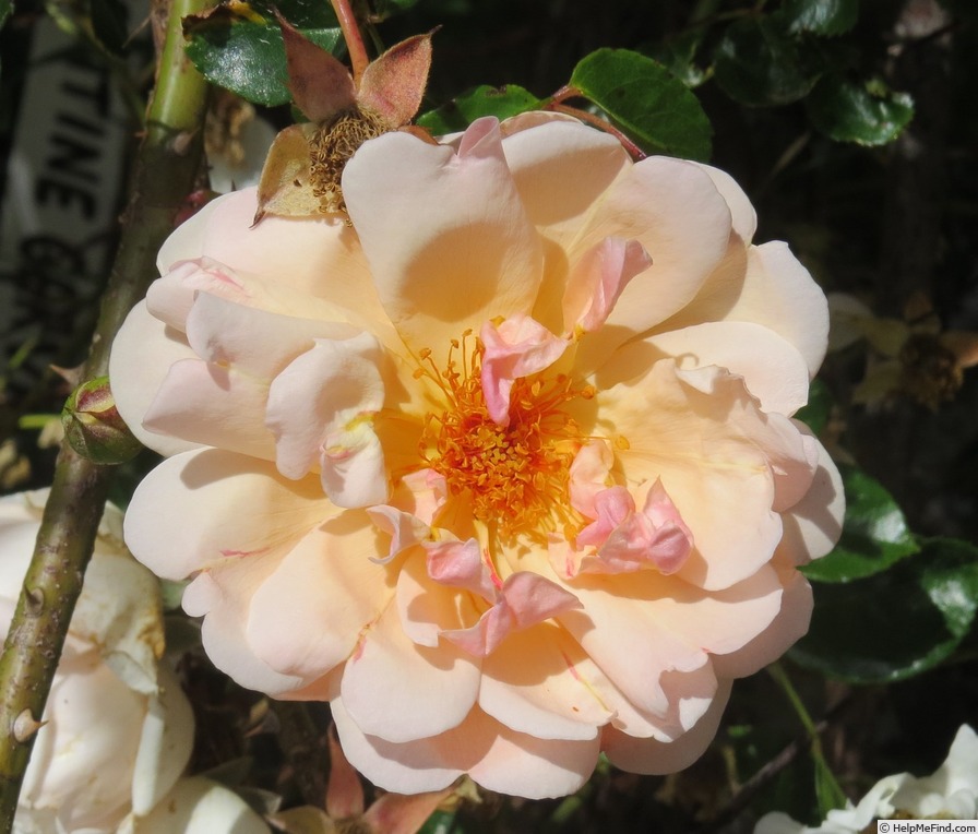 'Léontine Gervais' rose photo