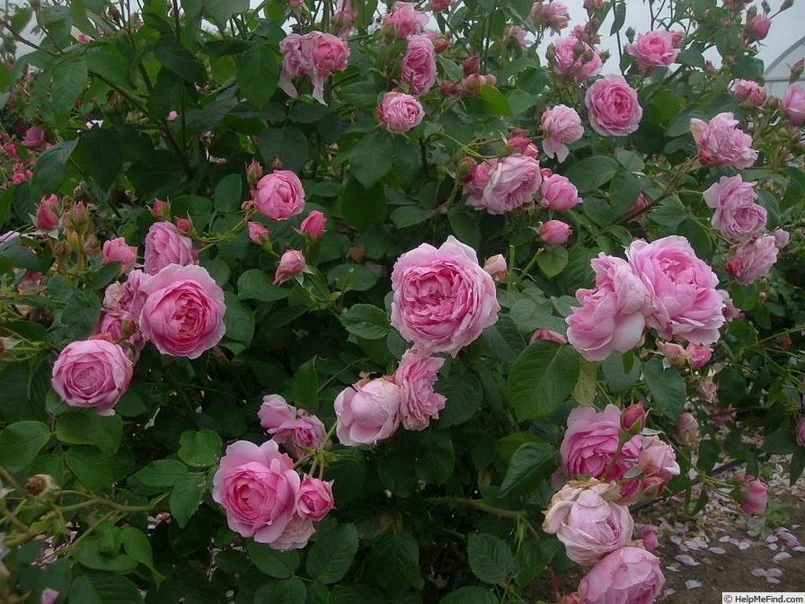 'André Eve le jardinier des roses ®' rose photo